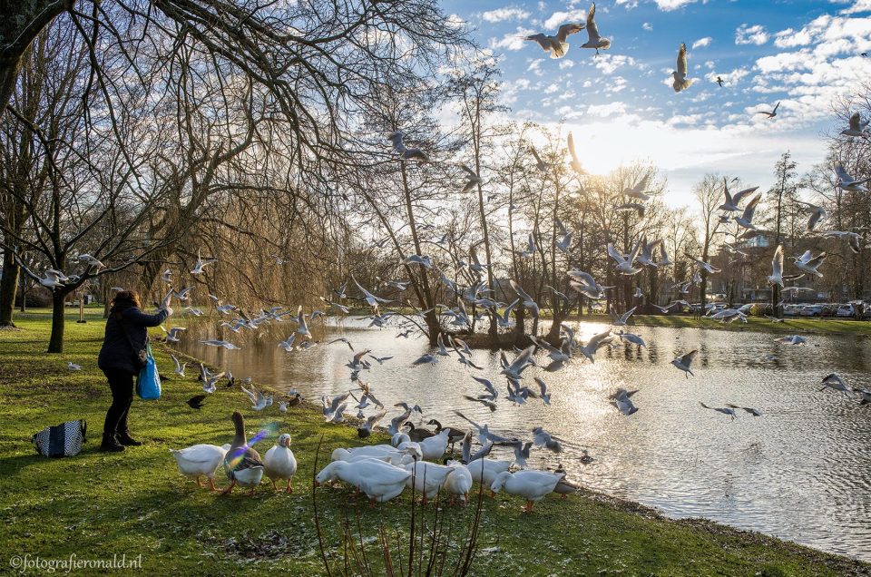 Help de vogels de winter door