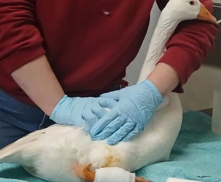 Aangereden gans uit Kampen