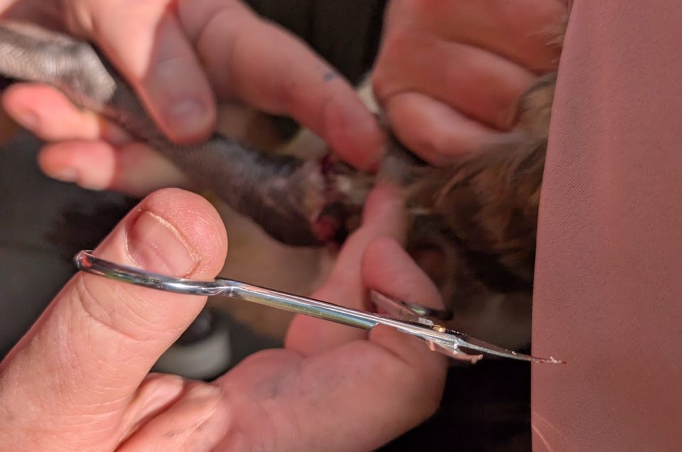 Canadese gans gered van visdraad