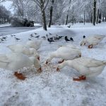 612064223 888431753707643 7032419330433260382 n