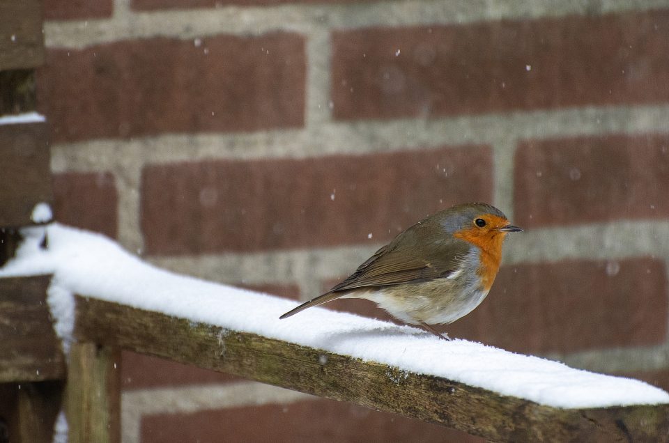 Help tuinvogels de winter door